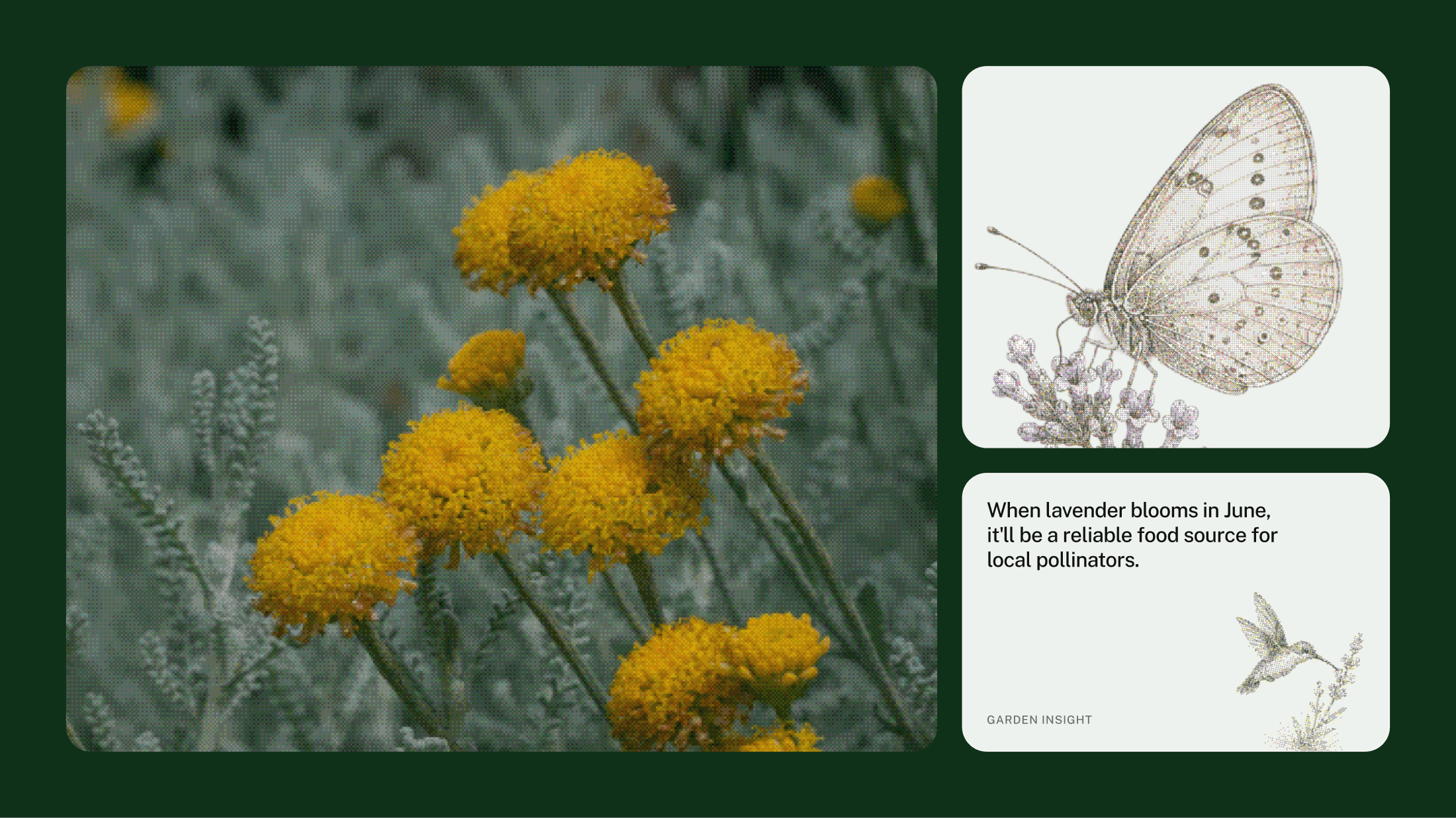Dithered santolina photography beside an engraved butterfly and a garden insight card